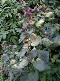 Arctium tomentosum. Цветущее растение. Крым, Бельбекская долина, с. Танковое. 14 сентября 2009 г.