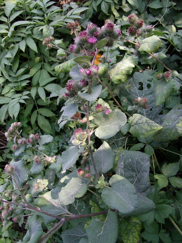 Изображение особи Arctium tomentosum.