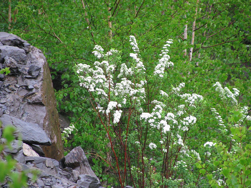 Image of Spiraea media specimen.