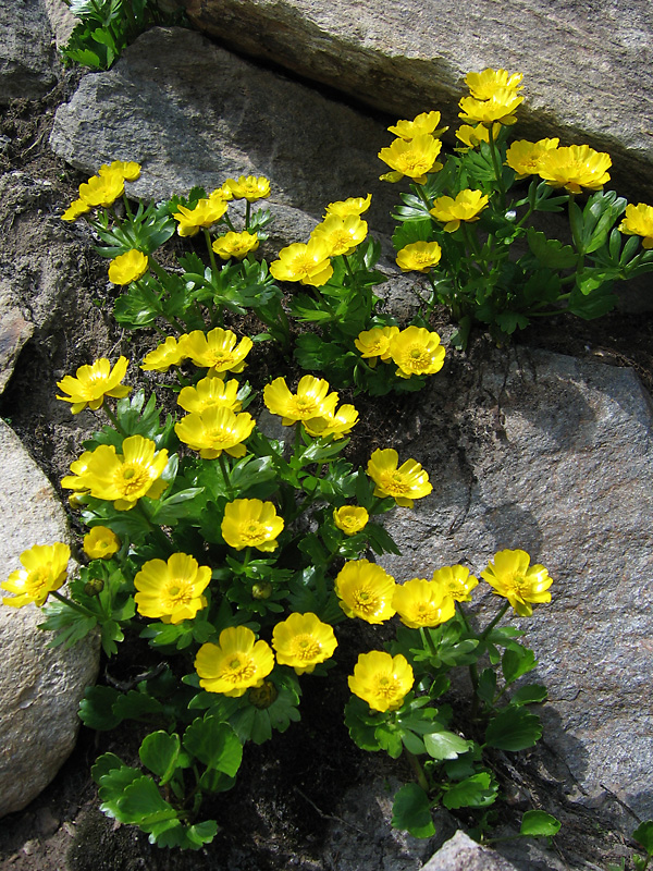 Image of Ranunculus altaicus specimen.