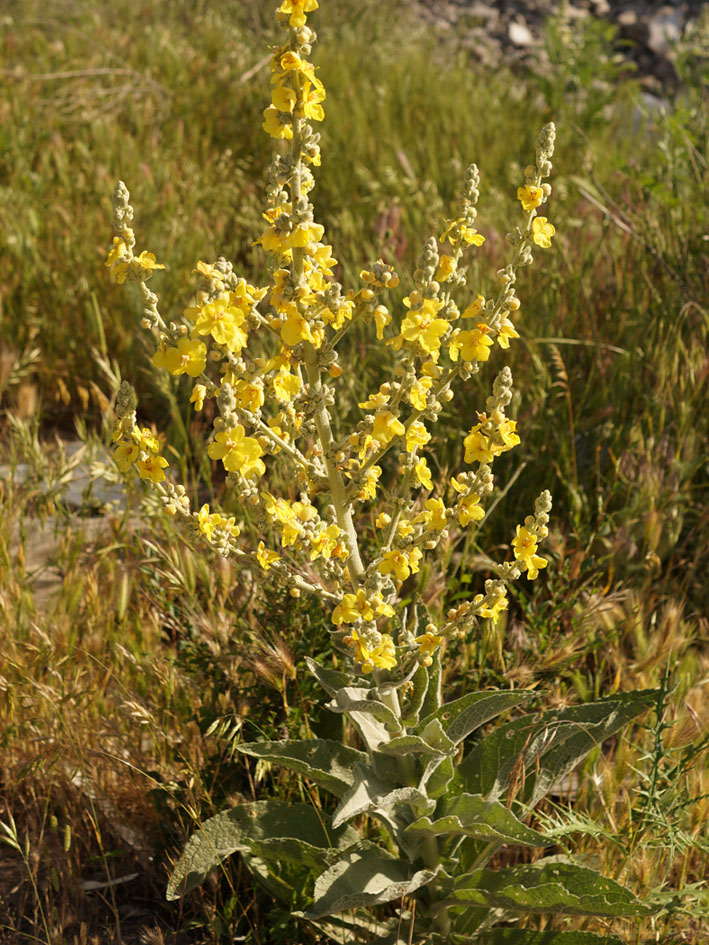 Изображение особи Verbascum songaricum.