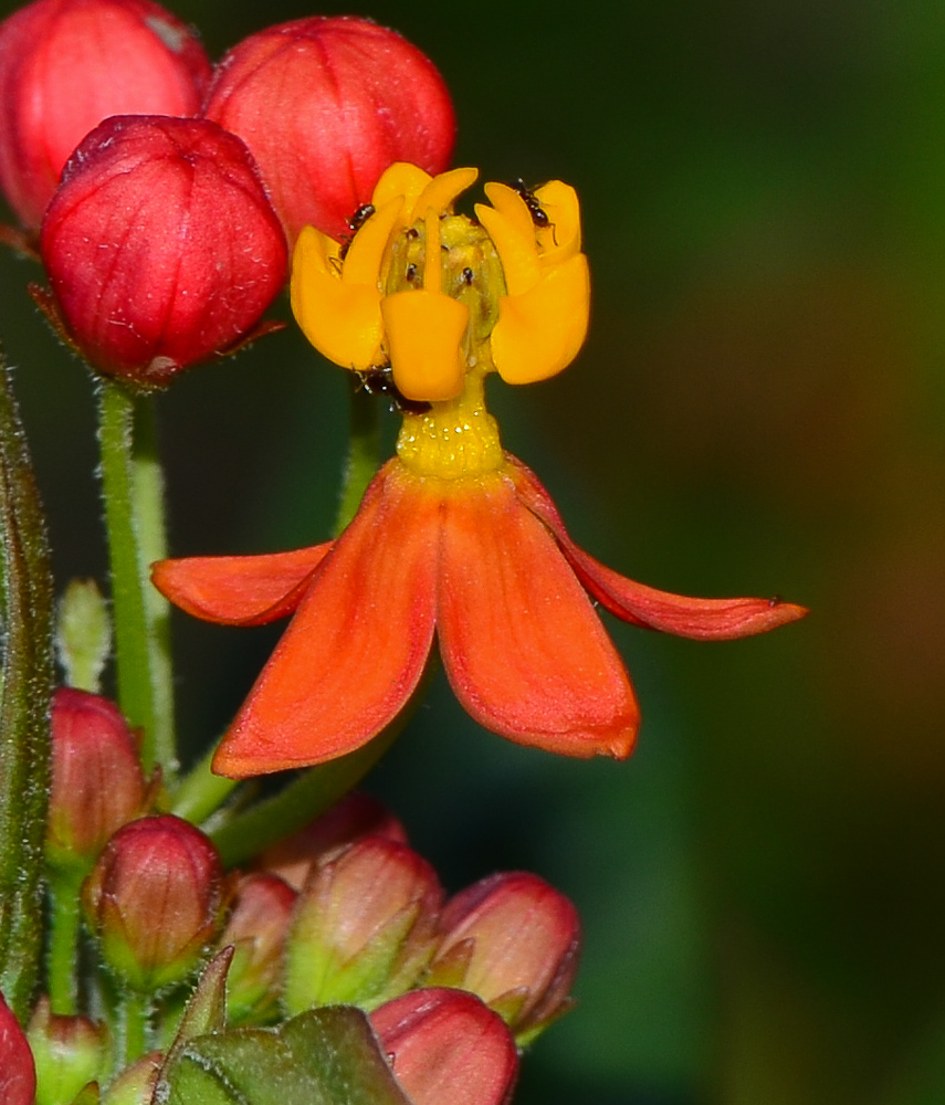 Image of Asclepias curassavica specimen.