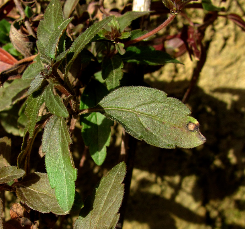 Image of Veronica umbrosa specimen.