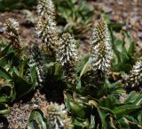 Lagotis integrifolia