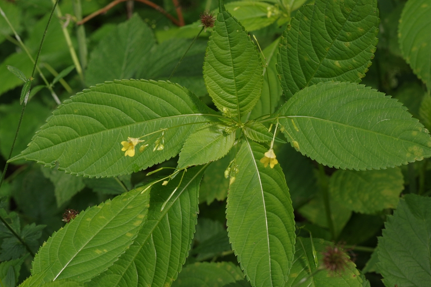 Image of Impatiens parviflora specimen.