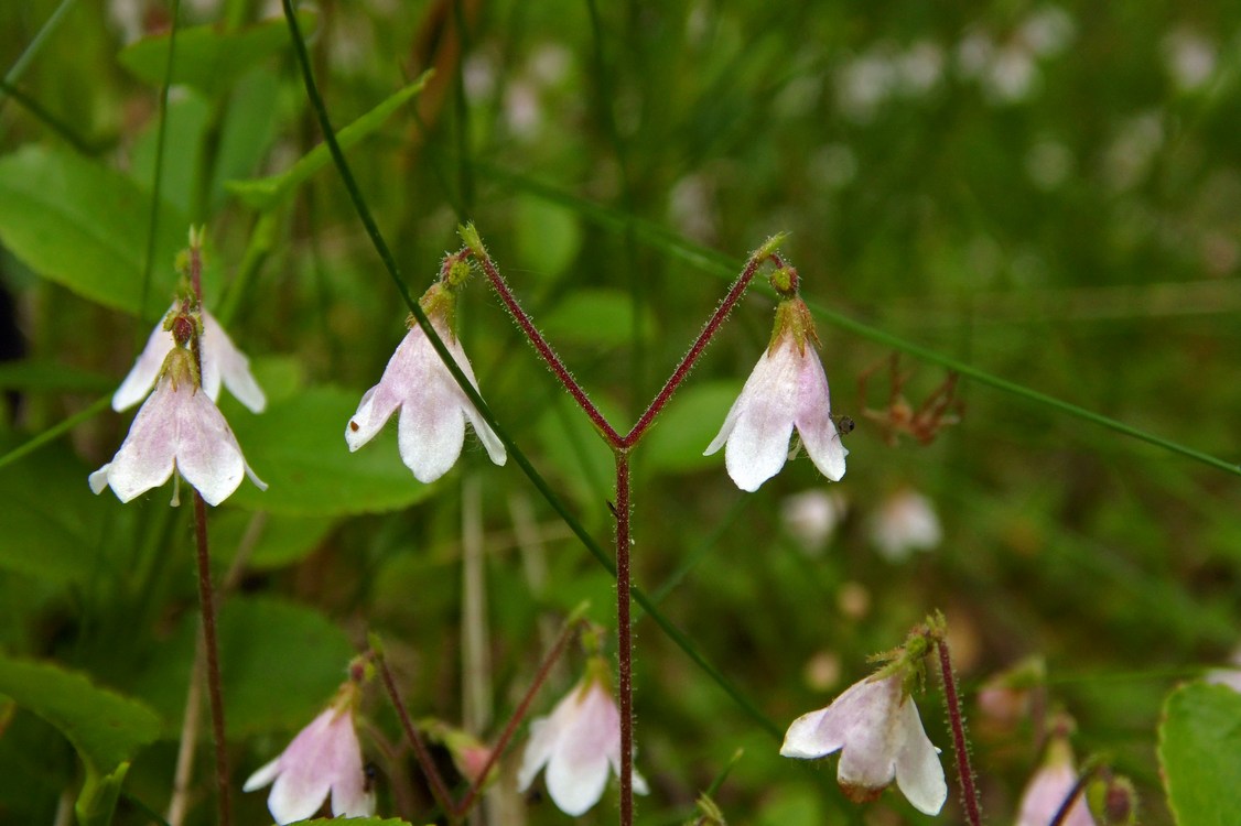 Изображение особи Linnaea borealis.