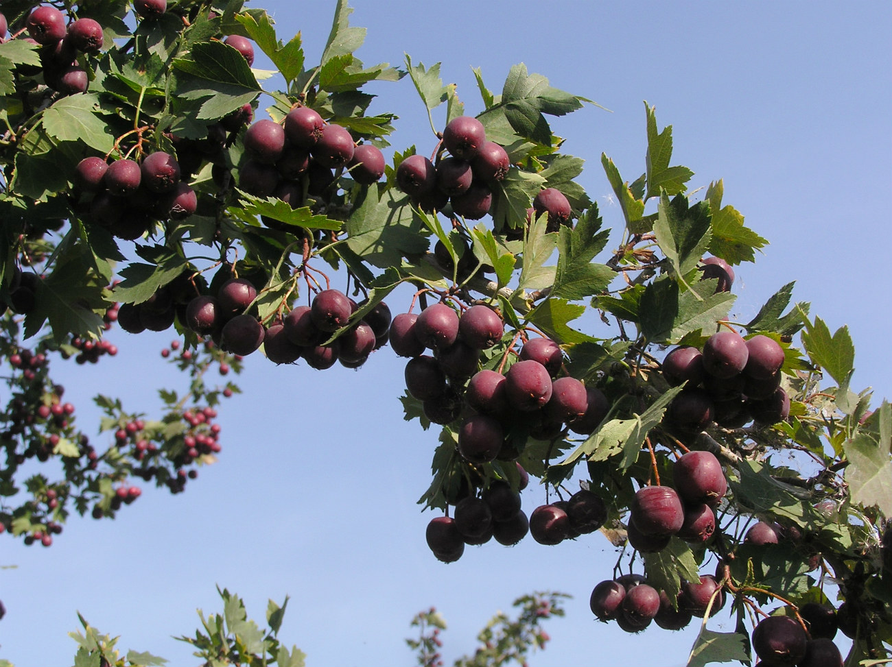 Image of Crataegus volgensis specimen.