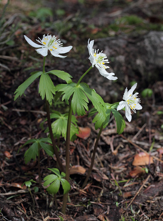 Изображение особи Eranthis tanhoensis.