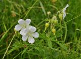 Geranium pratense. Цветущее растение (белоцветковая форма). Кировская обл., окр. г. Кирово-Чепецк, долина р. Чепца, пойменный луг. 30.06.2010.