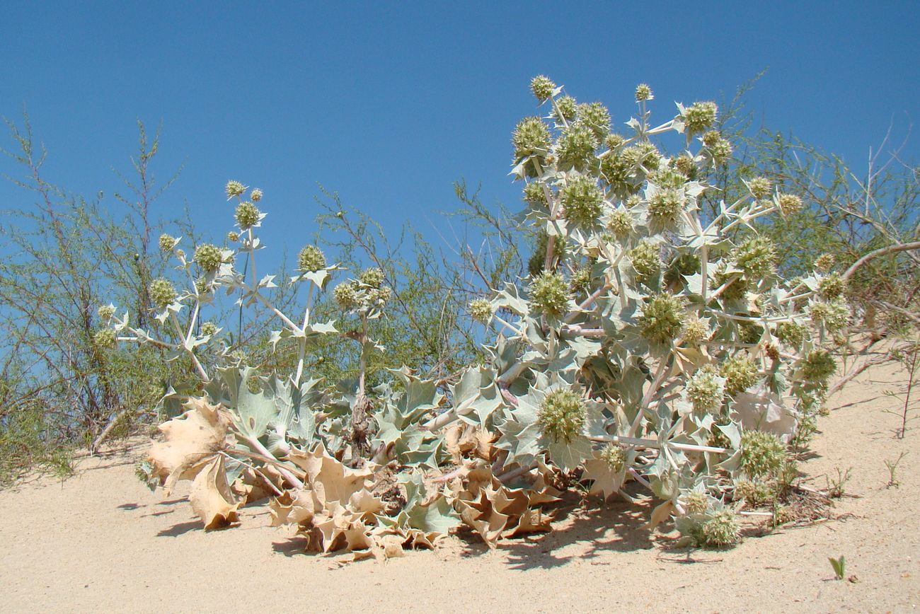 Image of Eryngium maritimum specimen.