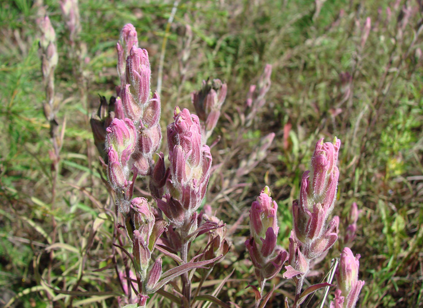 Изображение особи Castilleja rubra.