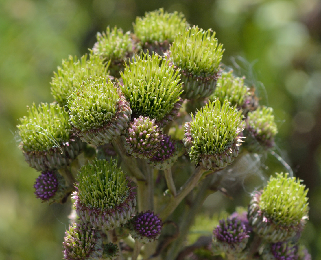 Изображение особи Cirsium setosum.