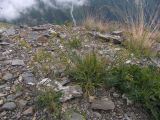 Bupleurum polyphyllum