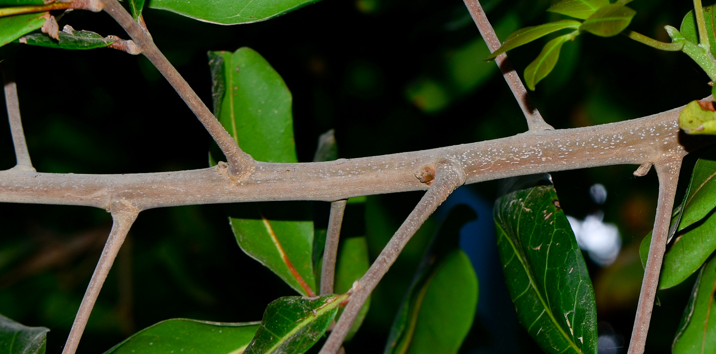 Image of Cupaniopsis anacardioides specimen.