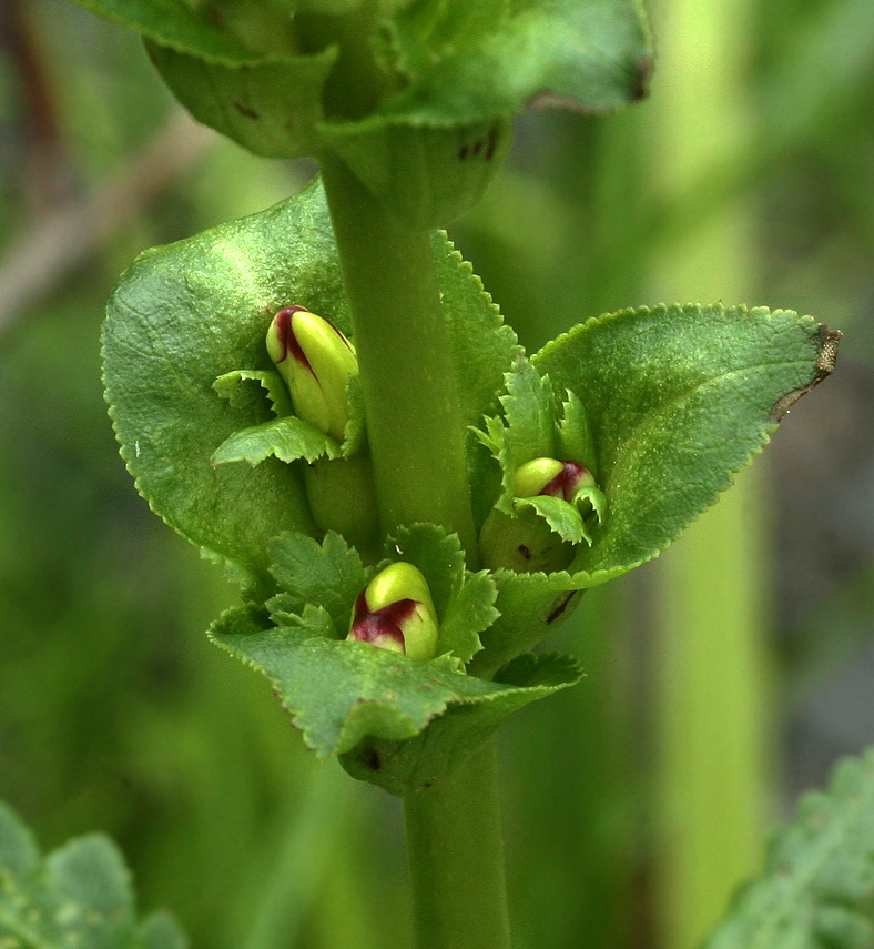 Image of Pedicularis sceptrum-carolinum specimen.