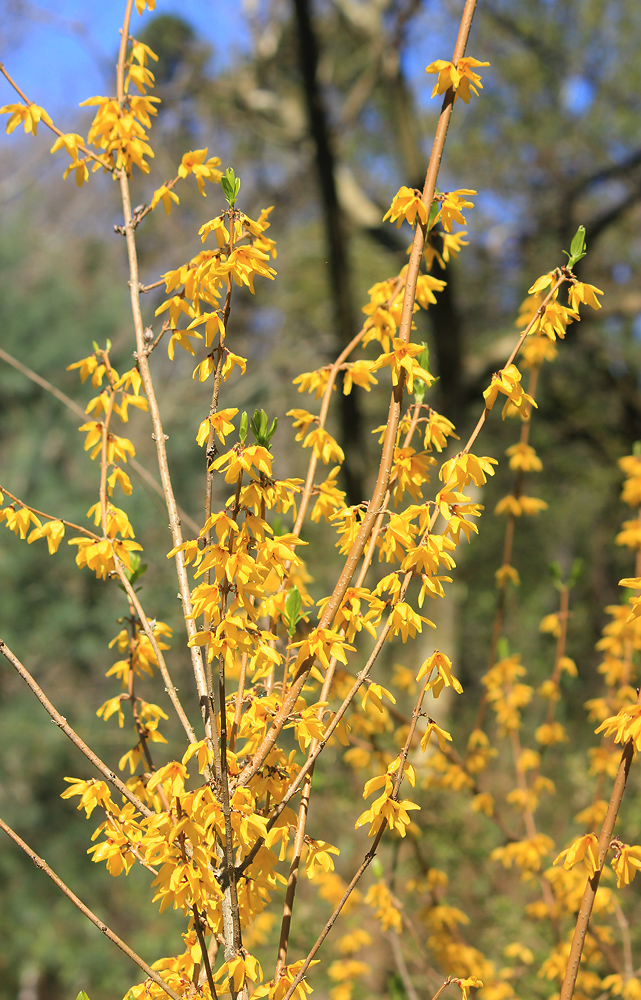 Изображение особи Forsythia ovata.