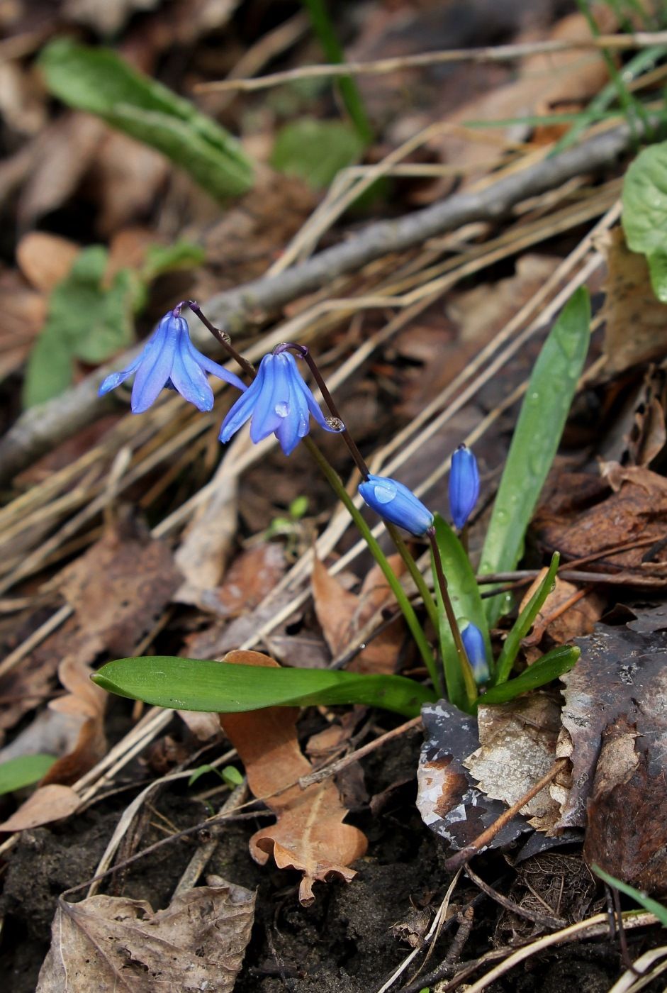 Изображение особи Scilla siberica.