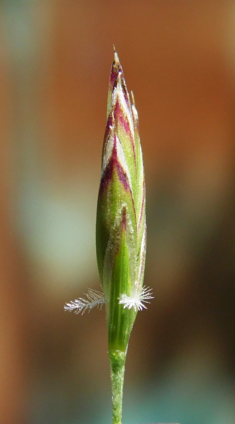 Image of genus Festuca specimen.