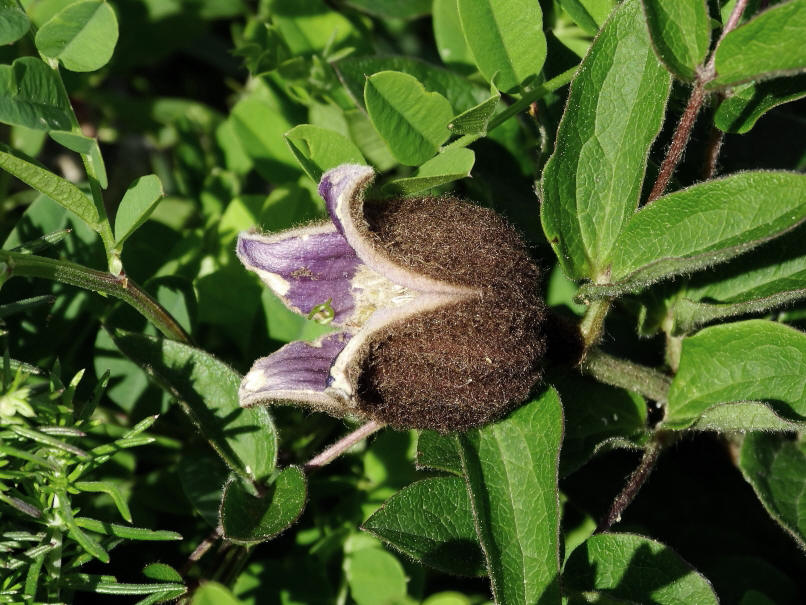 Image of Clematis fusca specimen.