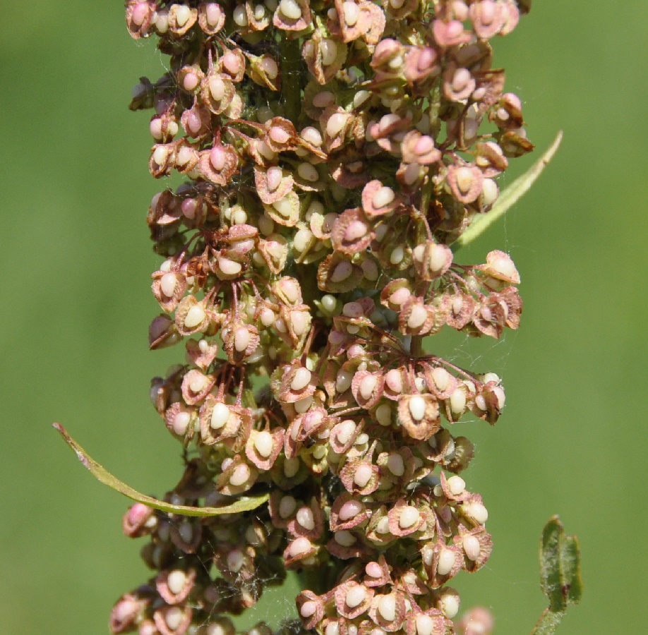 Image of genus Rumex specimen.