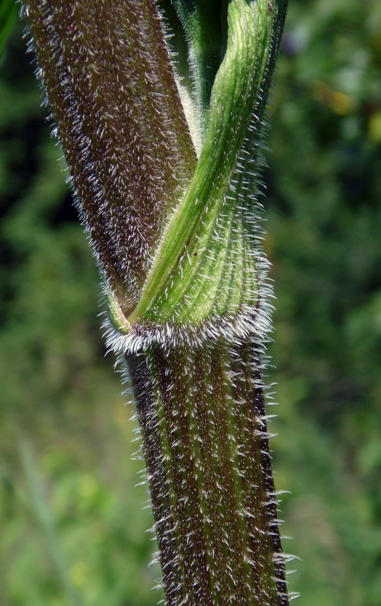 Image of Heracleum sibiricum specimen.