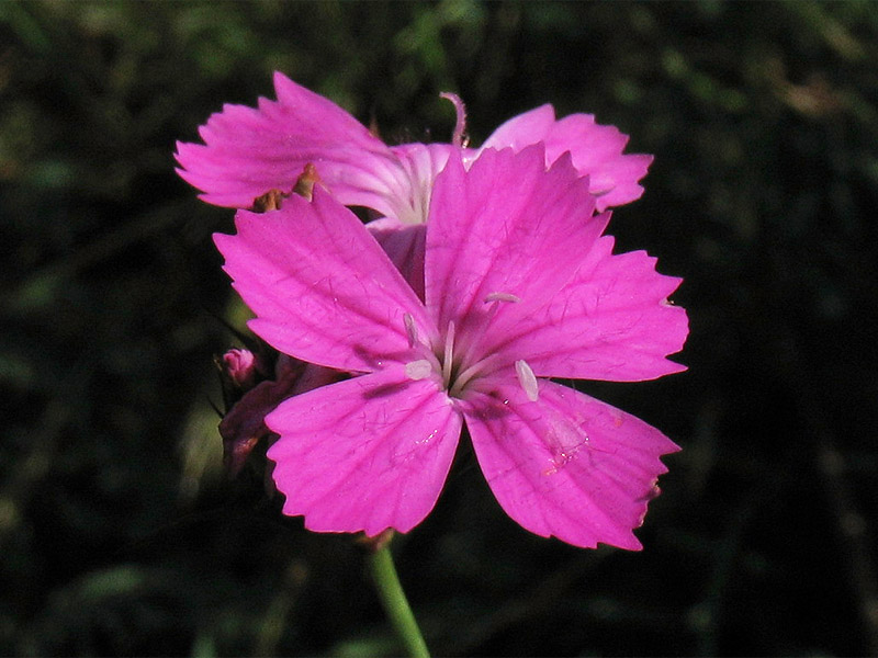 Image of Dianthus carthusianorum specimen.