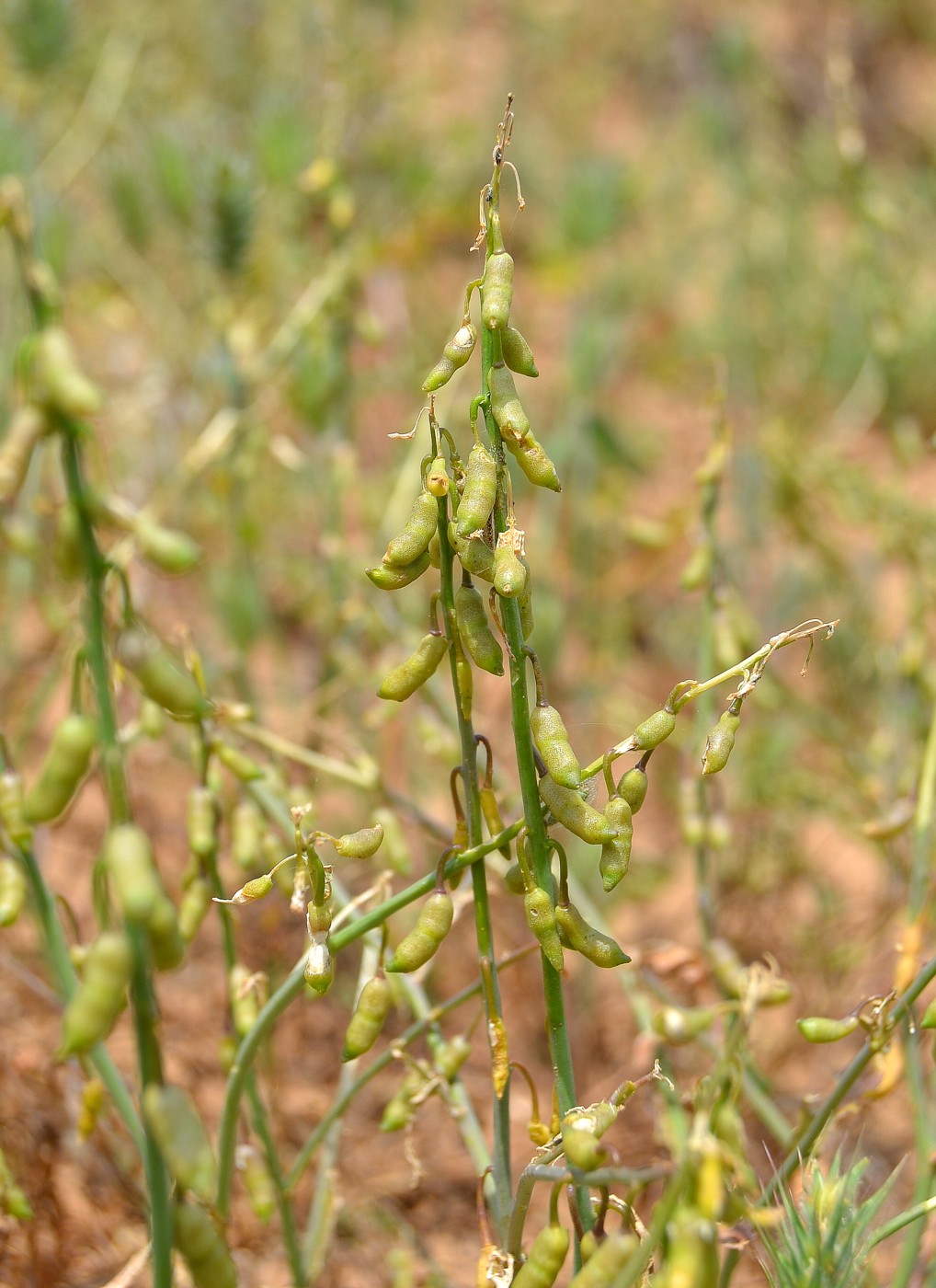 Image of Goldbachia pendula specimen.