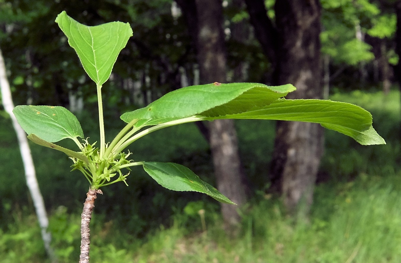 Image of Rhamnus davurica specimen.