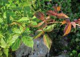 Rubus hirtus. Часть побега. Краснодарский край, хр. Ачишхо, ок. 1800 м н.у.м., луг. 02.08.2016.