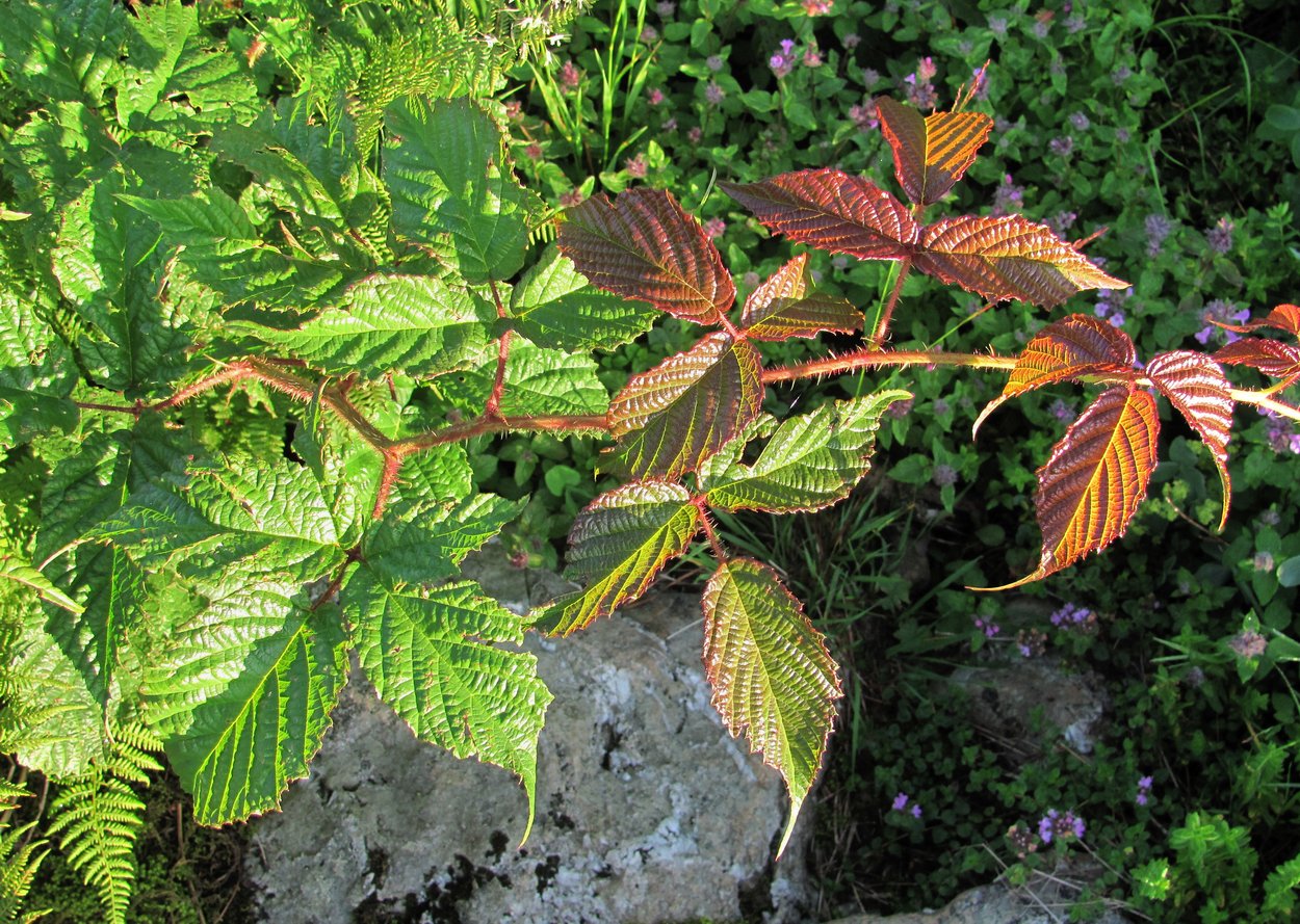 Image of Rubus hirtus specimen.