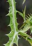 Scolymus maculatus. Фрагмент стебля. Израиль, Шарон, г. Тель-Авив, ботанический сад университета, сорное. 14.06.2015.