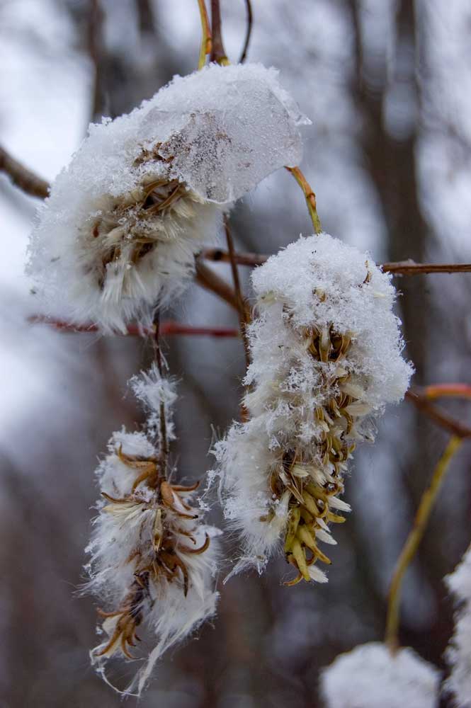 Image of Salix pentandra specimen.