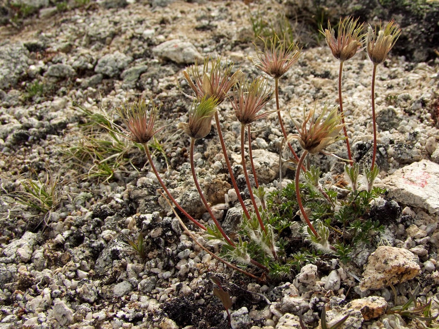 Image of Pulsatilla magadanensis specimen.