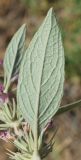 Phlomis thapsoides