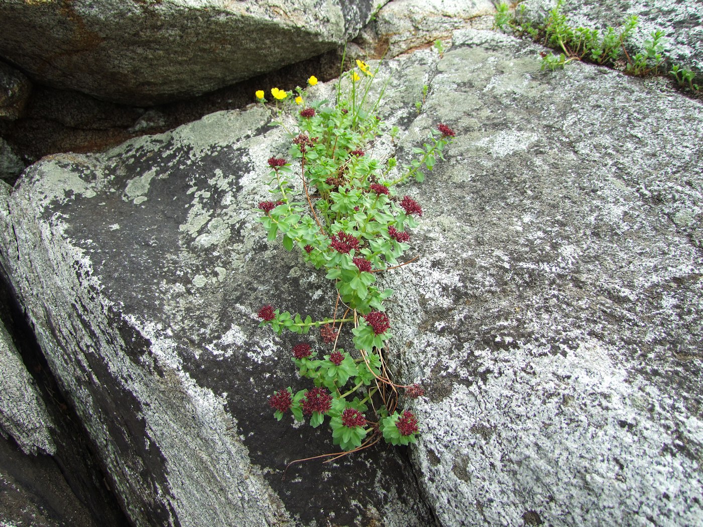 Image of Rhodiola integrifolia specimen.