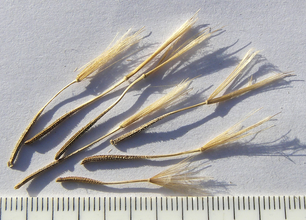 Image of Tragopogon pusillus specimen.