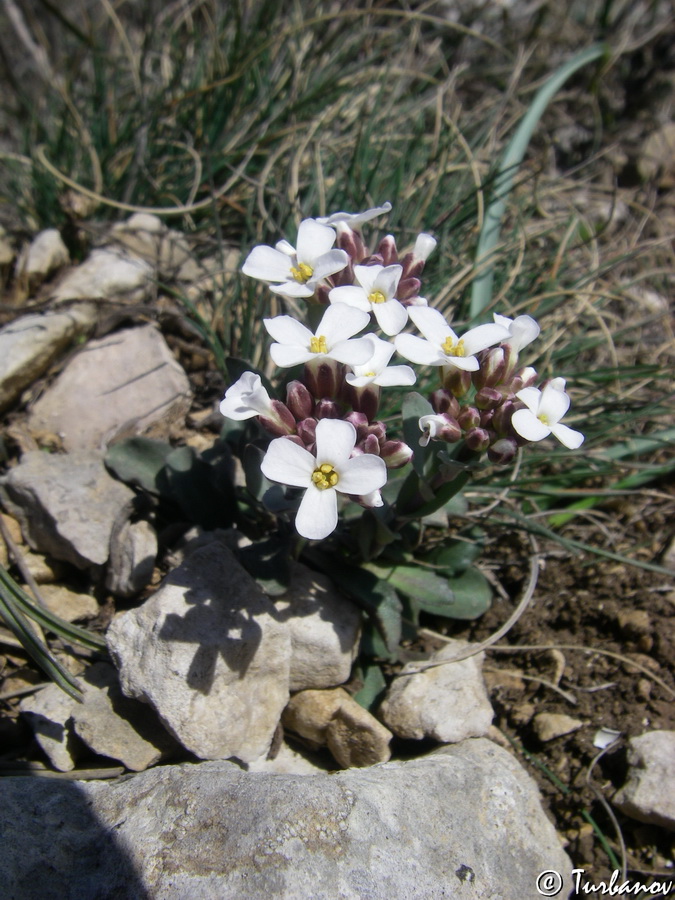 Image of Noccaea macrantha specimen.