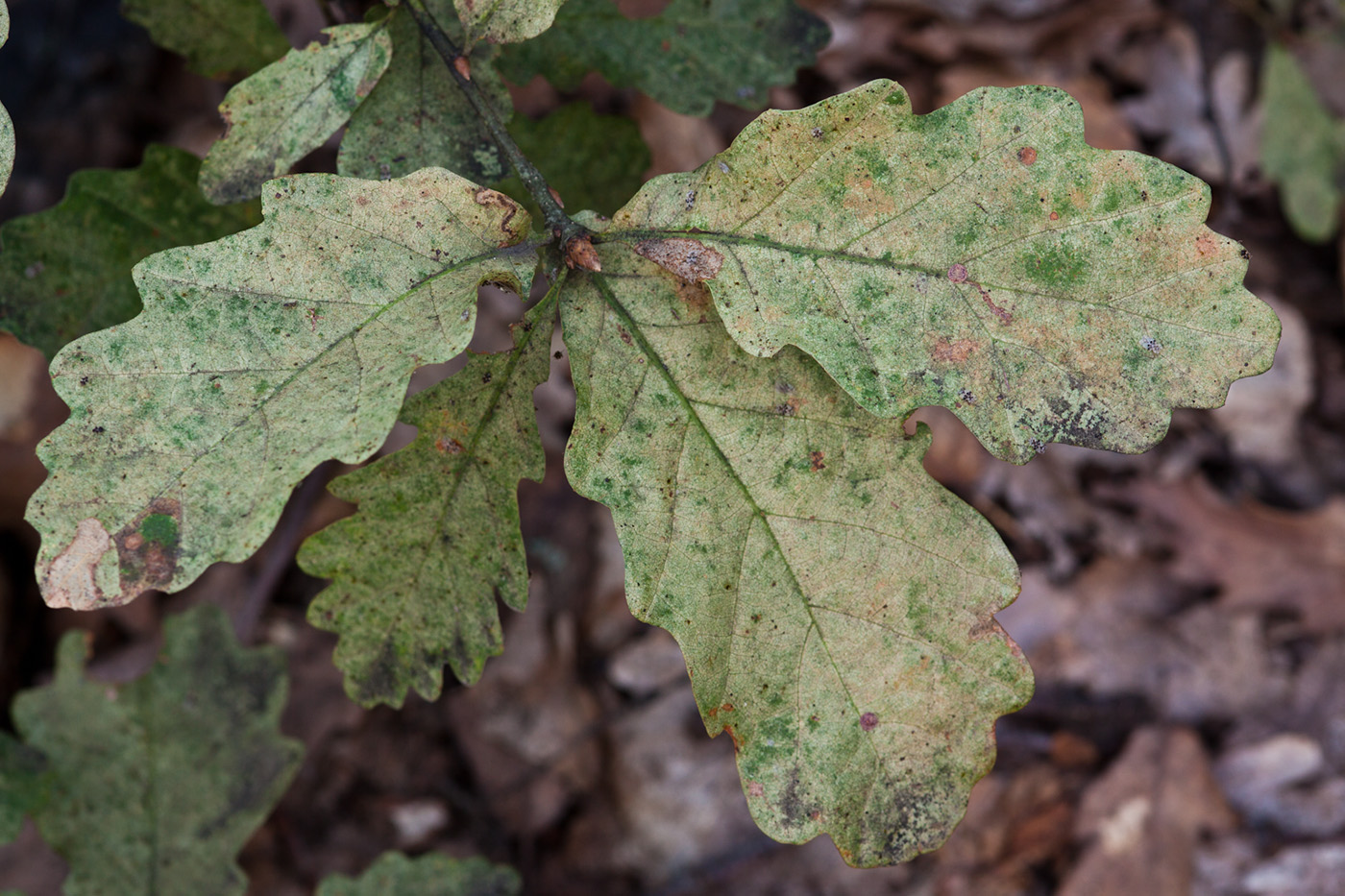 Image of genus Quercus specimen.