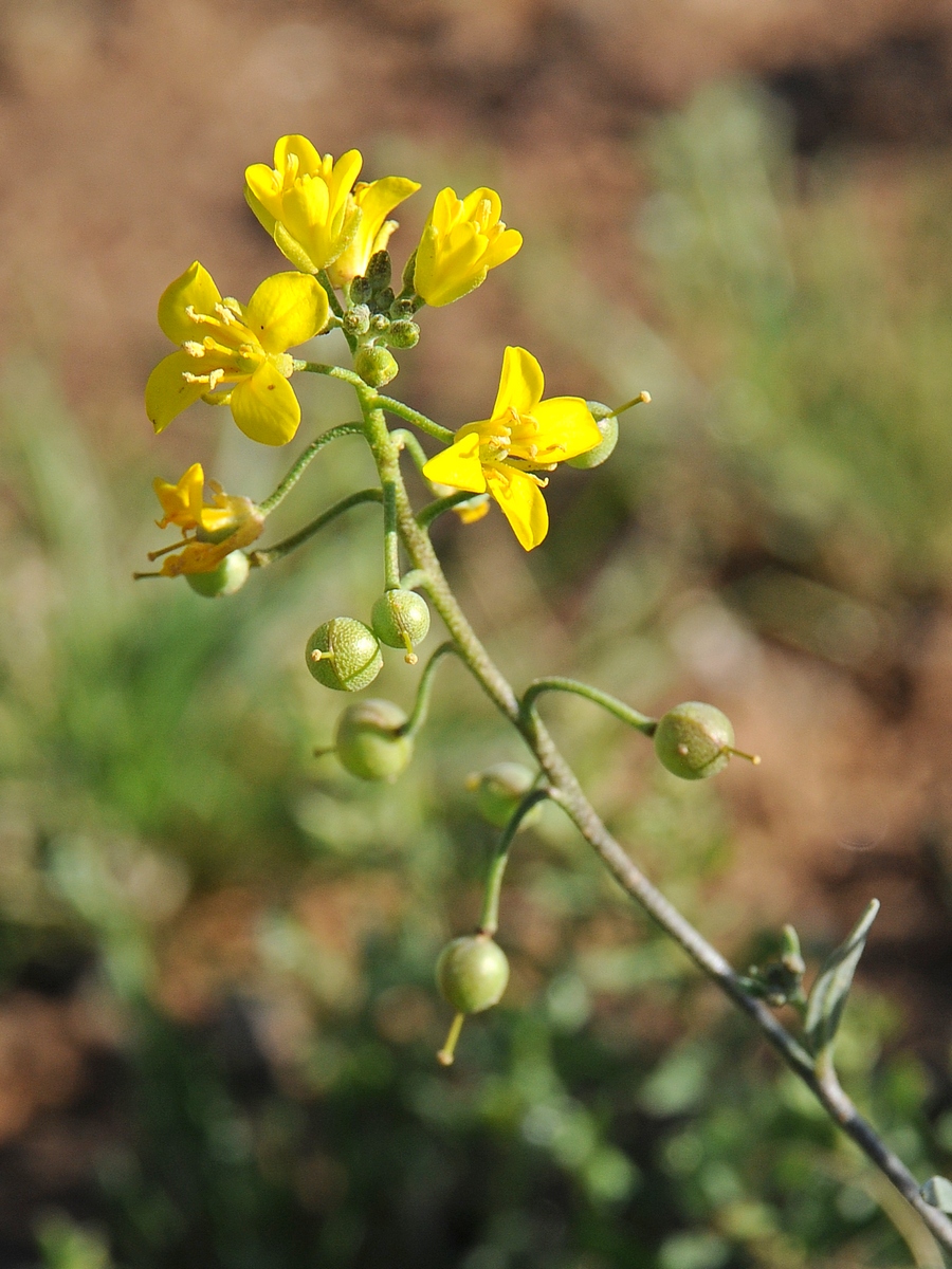 Изображение особи Physaria tenella.