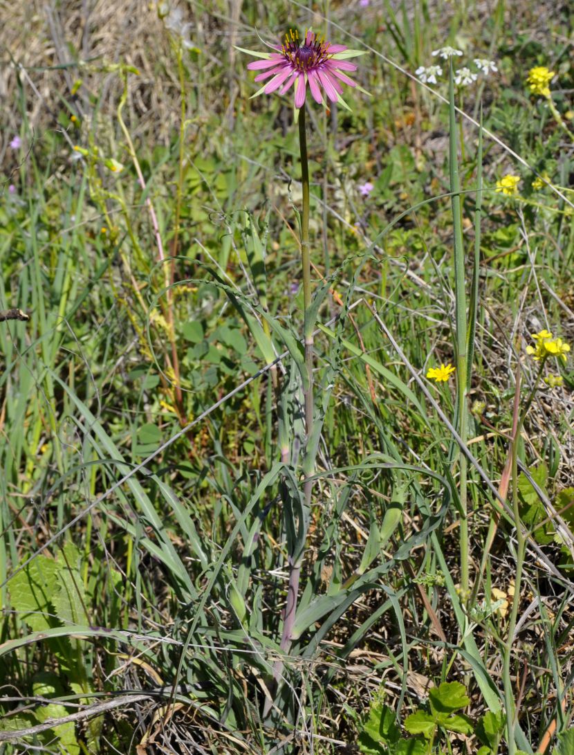 Изображение особи Tragopogon australis.