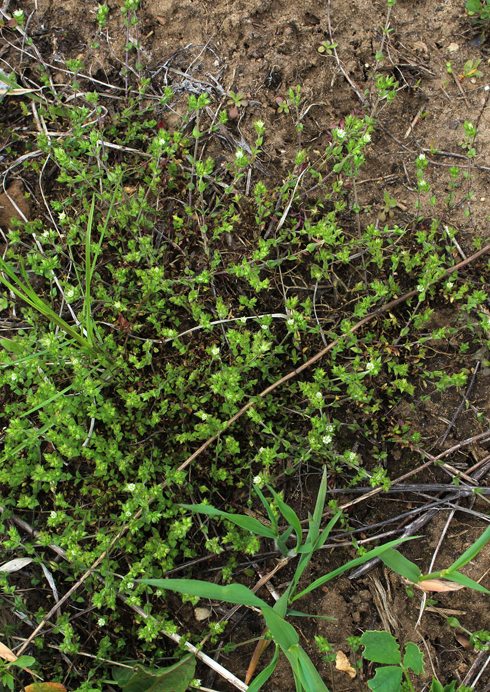 Image of Arenaria serpyllifolia specimen.