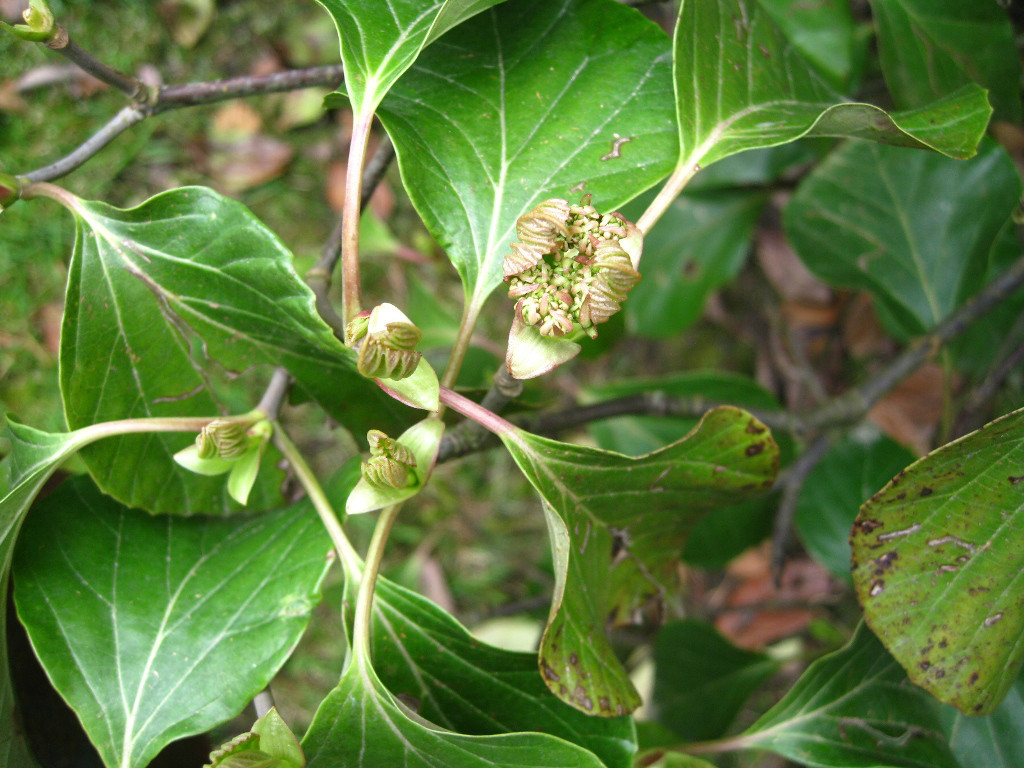 Изображение особи Viburnum suspensum.