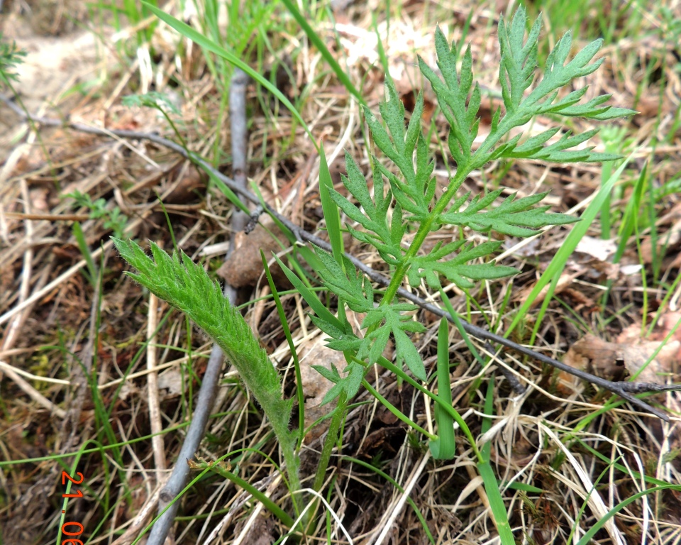 Image of Tanacetum bipinnatum specimen.