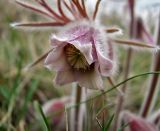 Pulsatilla pratensis