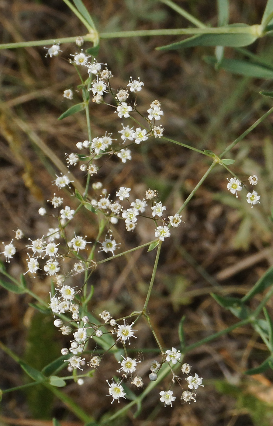 Изображение особи Gypsophila paniculata.