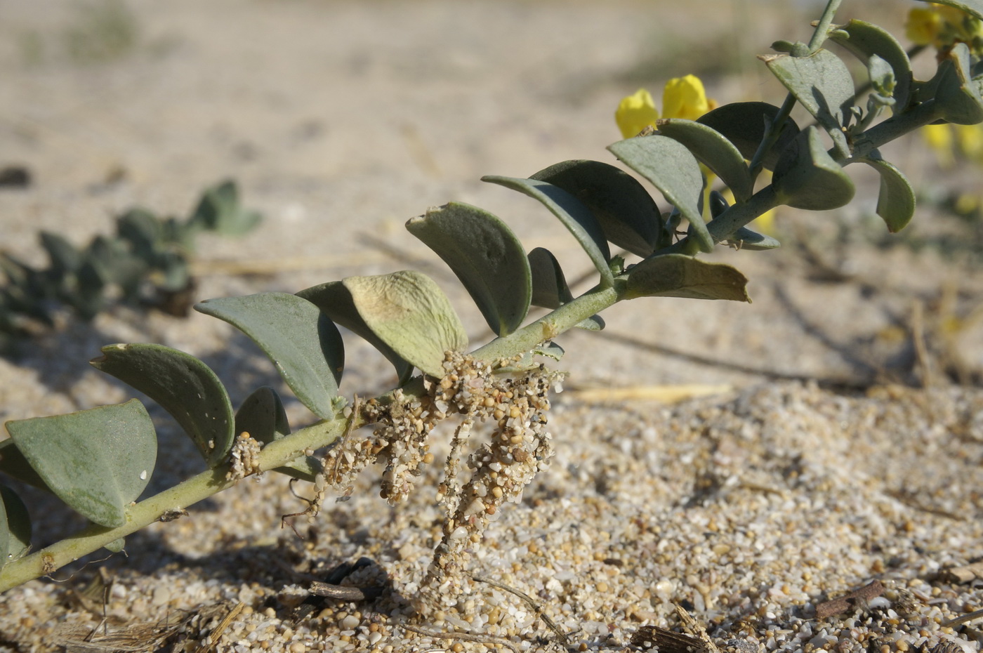 Image of Linaria sabulosa specimen.