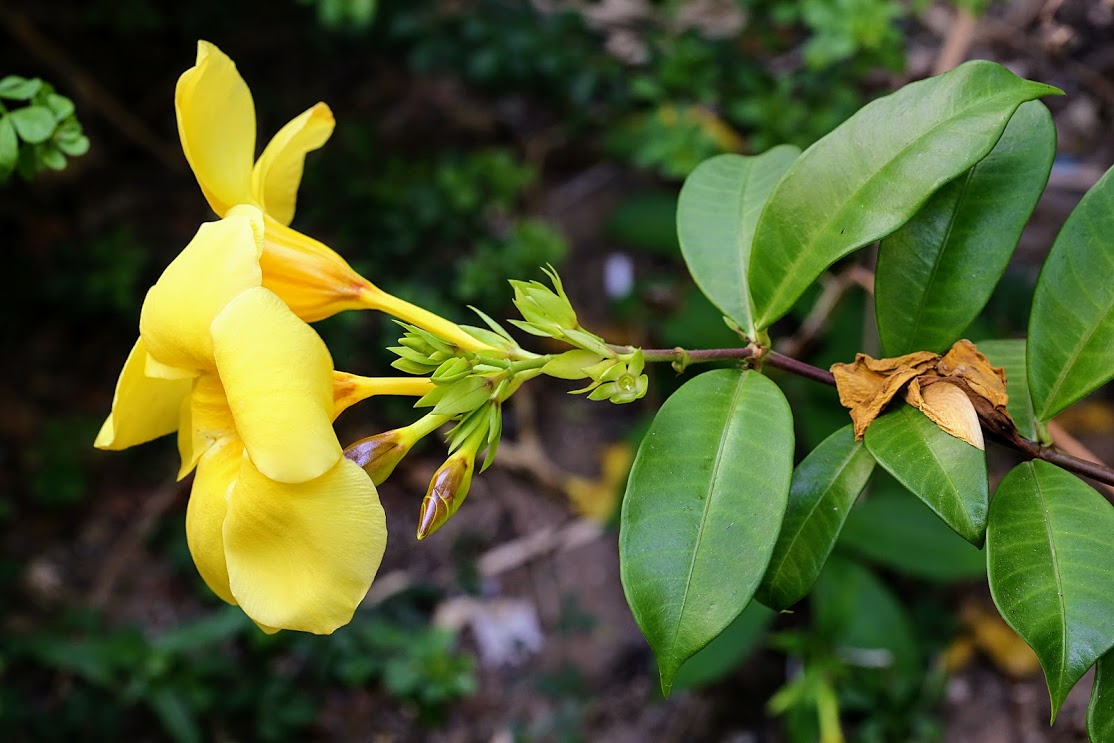 Изображение особи Allamanda cathartica.