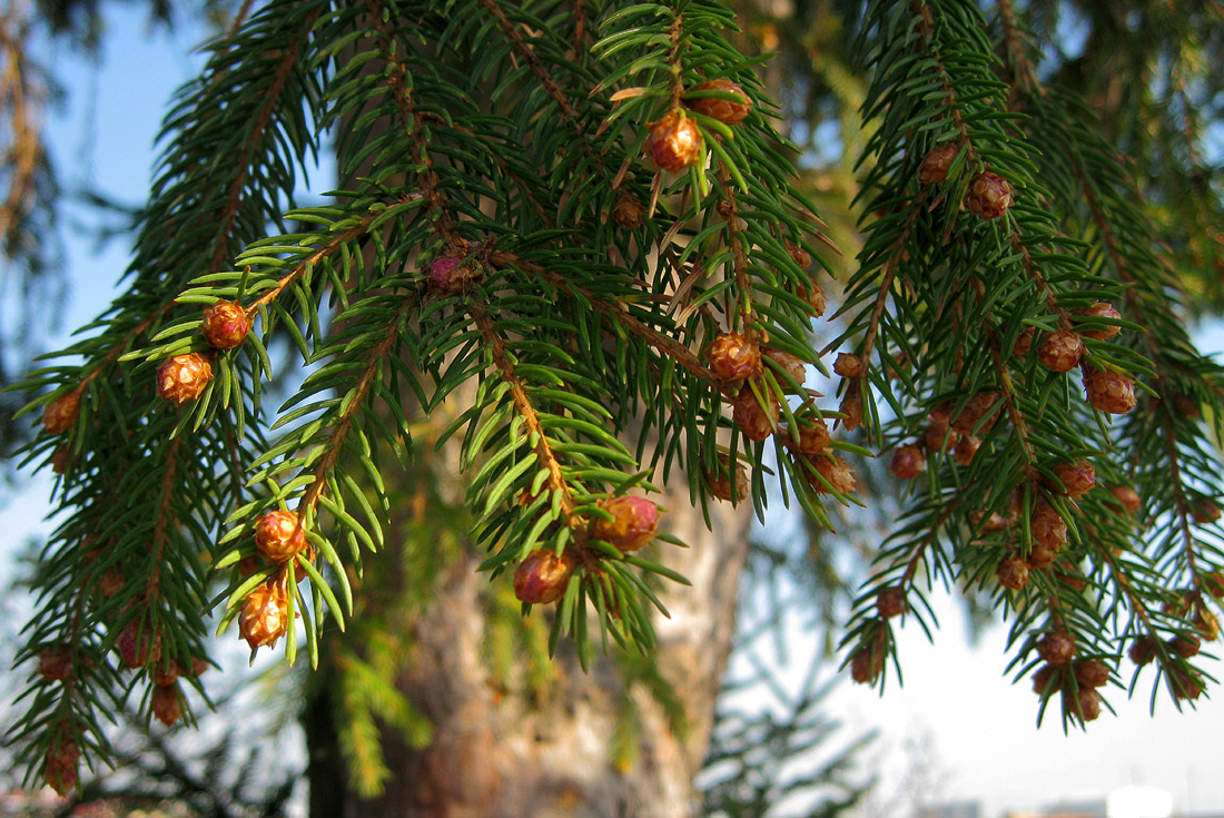 Image of Picea abies specimen.