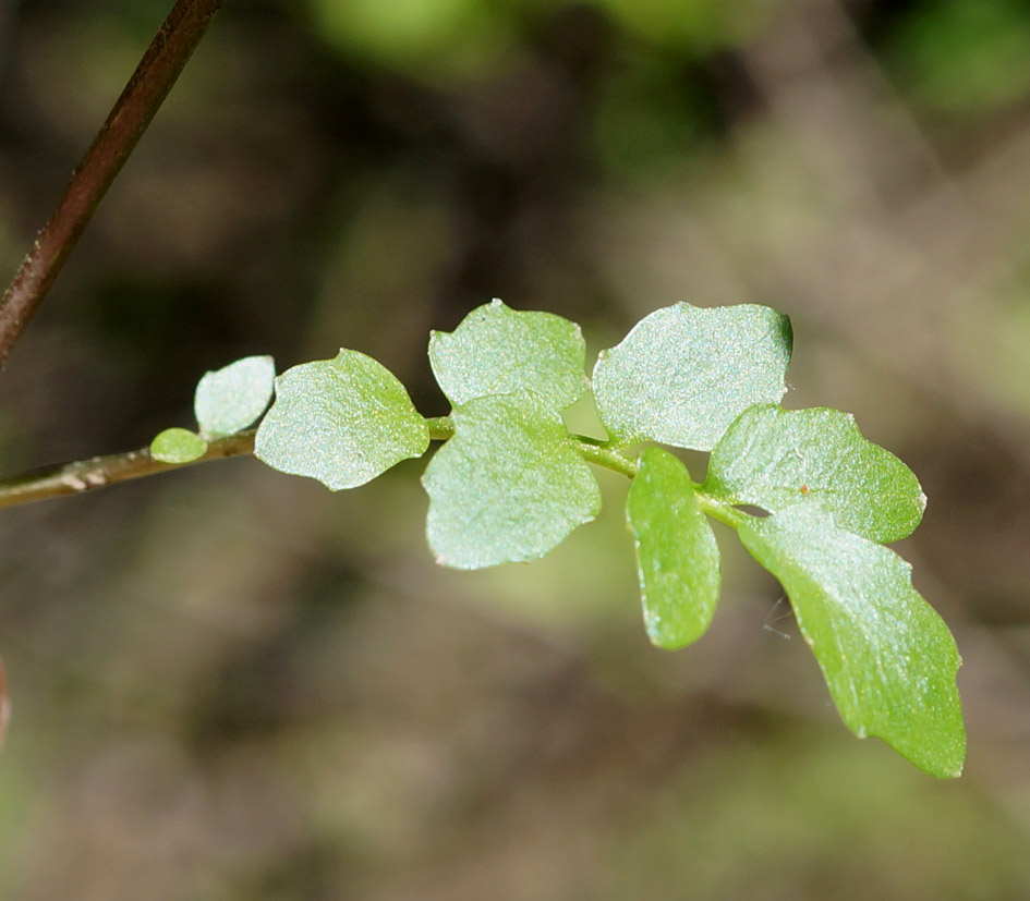 Изображение особи Cardamine amara.