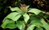 Смотреть изображение Atractylodes ovata